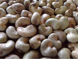 Government of Tanzania invites India firms to buy cashews